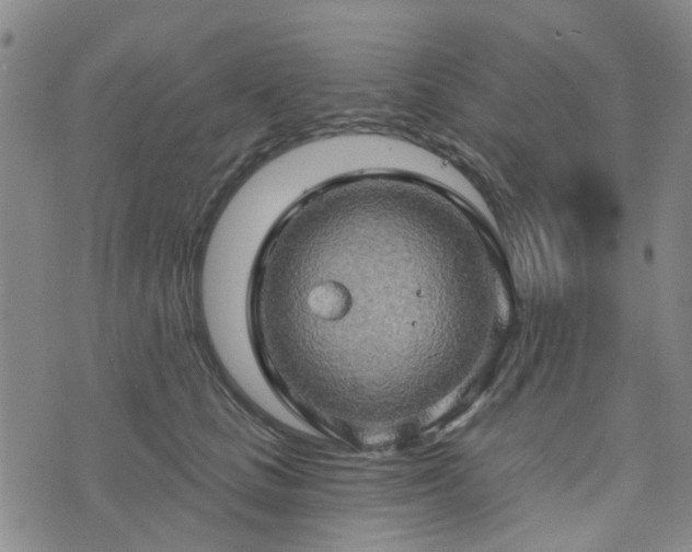 X0000076380661200610161116