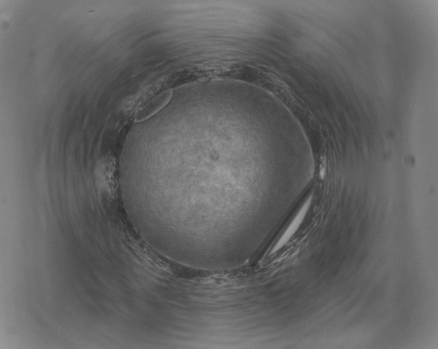 X0000076380867200610161112