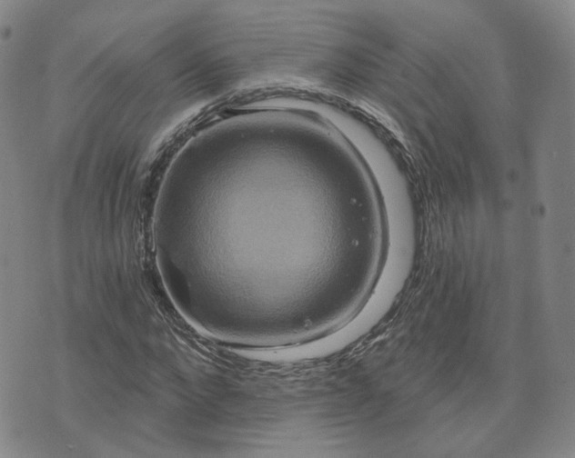 X0000076380872200610161112