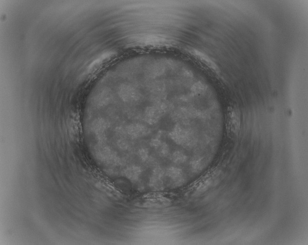 X0000076380918200610161111