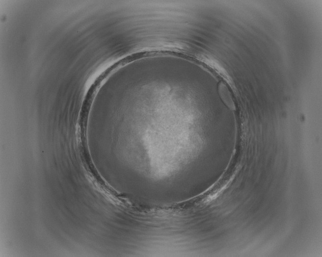 X0000076380928200610161111