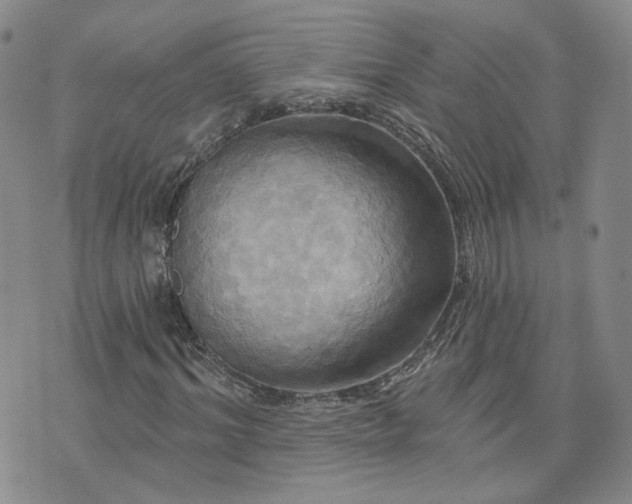 X0000076380964200610161111