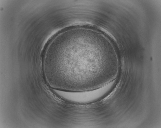 X0000076381021200610161109