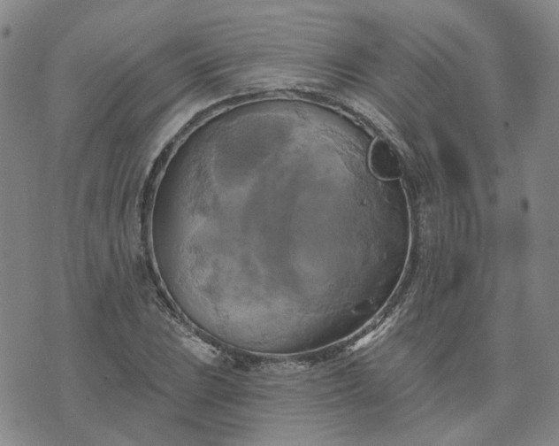 X0000076381023200610161109