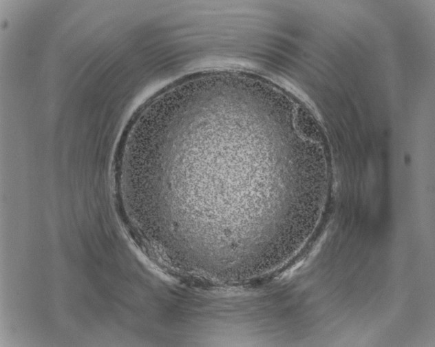 X0000076381037200610161110