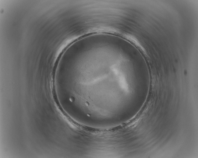 X0000076381040200610161110