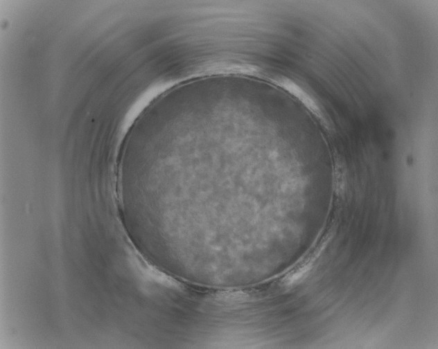 X0000076381094200610161109