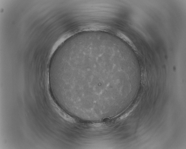 X0000076381130200610161108