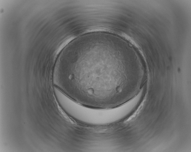 X0000076381137200610161108