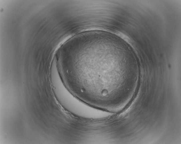 X0000076381145200610161108