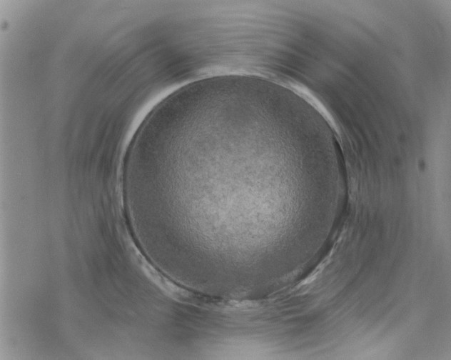 X0000076381148200610161108