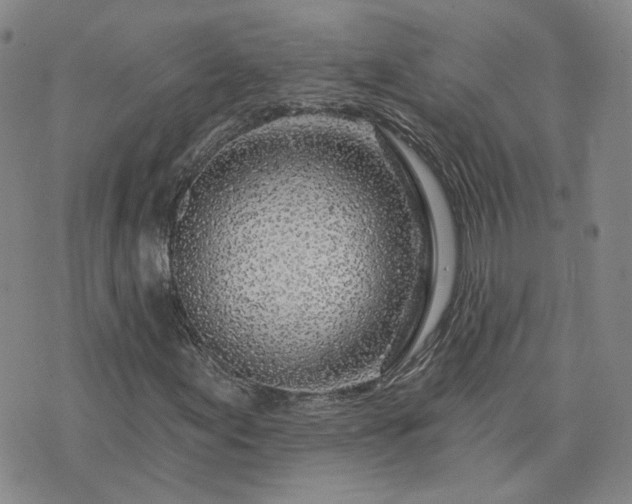 X0000076381155200610161108
