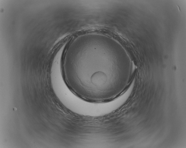 X0000076381206200610161106