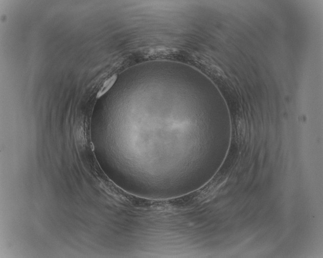 X0000076381250200610161106