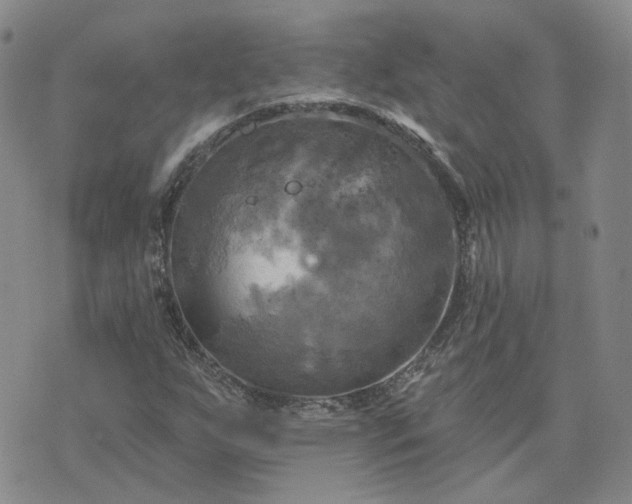 X0000076381255200610161106