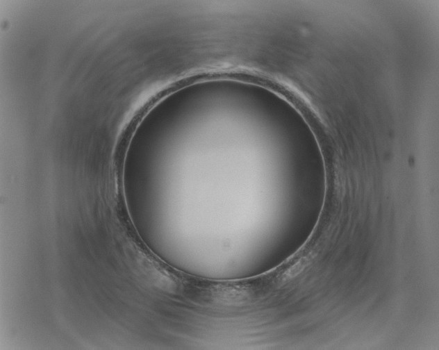 X0000076381270200610161106