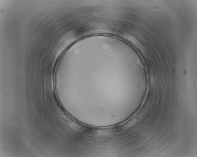 X0000076381274200610161106