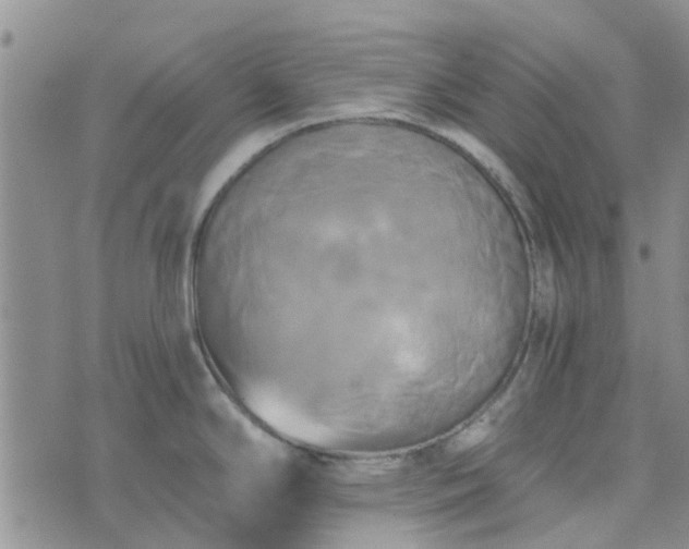 X0000076381294200610161105