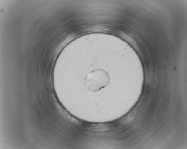 X0000076381338200610161105