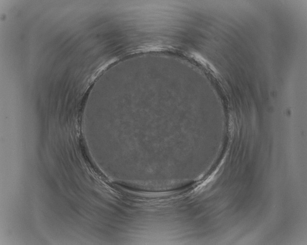 X0000076381353200610161104