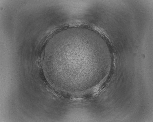 X0000076381445200610161103