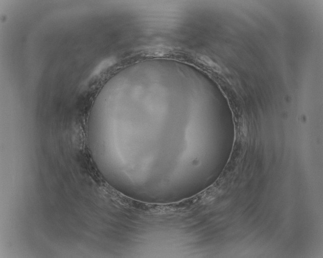 X0000076381446200610161103