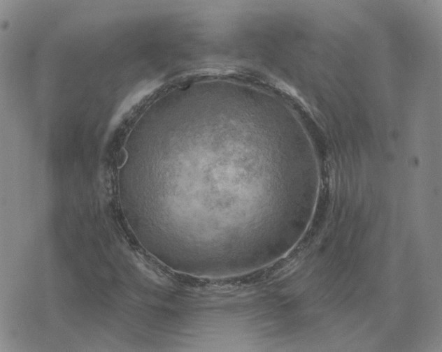 X0000076381448200610161103