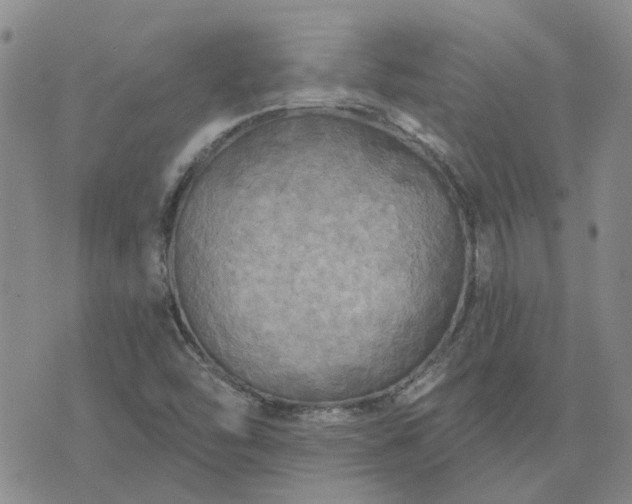 X0000076381454200610161103