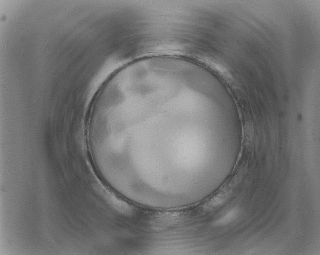 X0000076381470200610161103