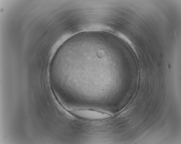 X0000076381480200610161102