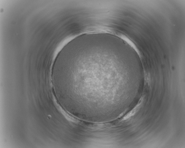 X0000076381485200610161102