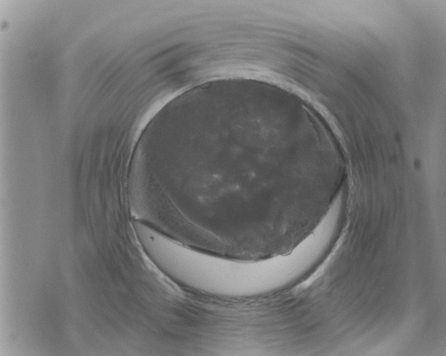 X0000076381529200610161102