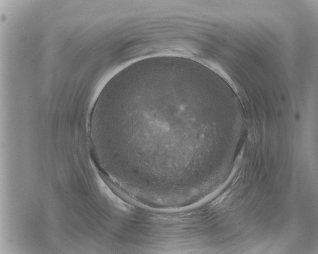 X0000076381532200610161102