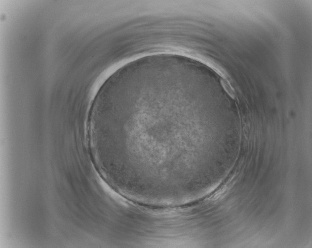 X0000076381535200610161102