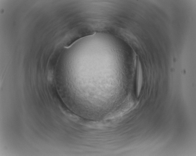 X0000076380033200610202050