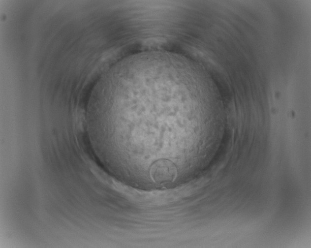 X0000076380038200610202050