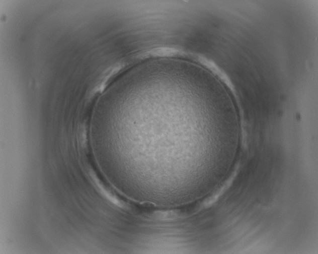 X0000076380057200610202049