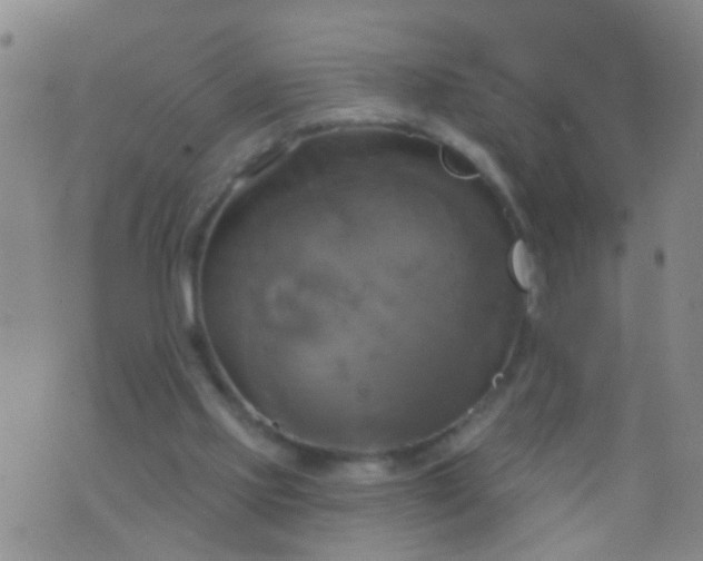 X0000076380061200610202050