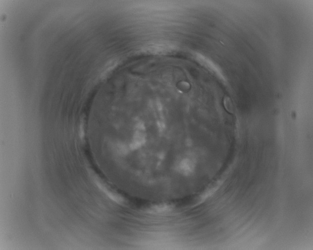 X0000076380065200610202050