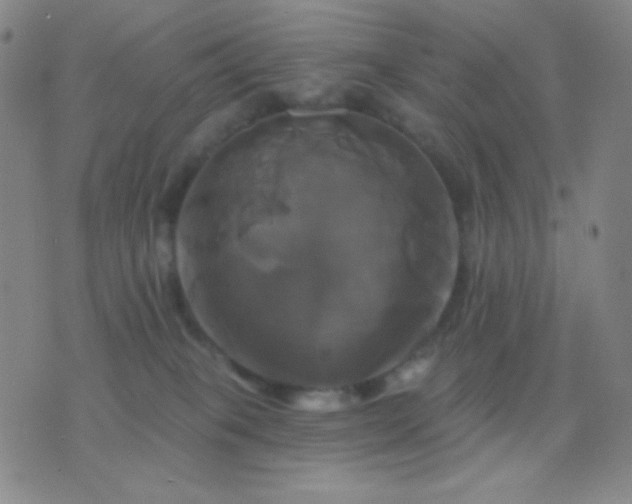 X0000076380085200610202050