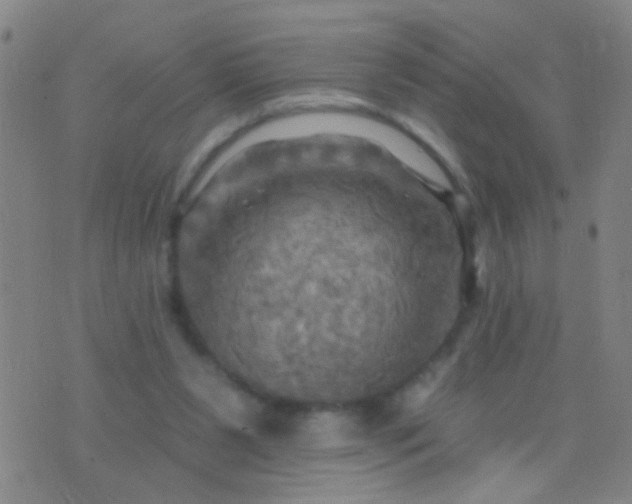 X0000076380111200610202049