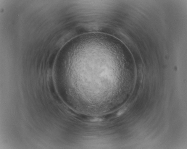 X0000076380125200610202049