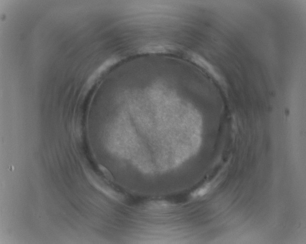 X0000076380203200610202047