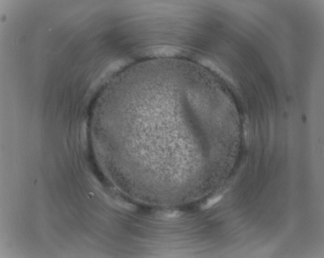 X0000076380206200610202047