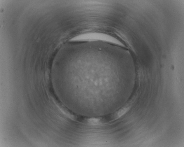 X0000076380265200610202046