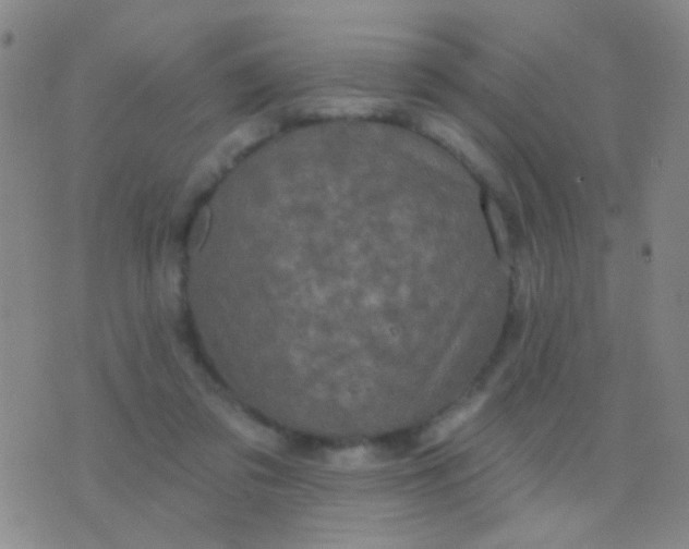 X0000076380309200610202046