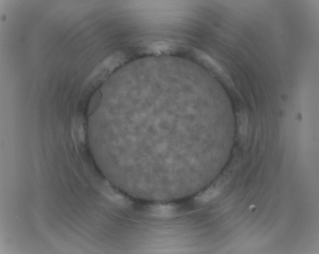 X0000076380313200610202046