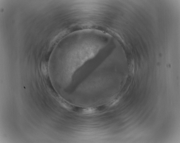 X0000076380335200610202045