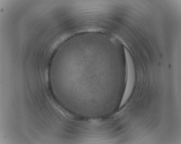 X0000076380350200610202045