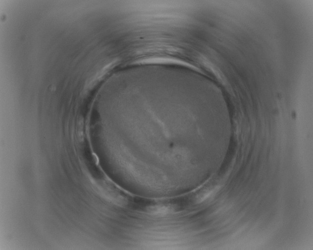 X0000076380356200610202045